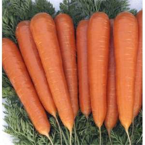 Музико F1 - морква, 100 000 насінин, калібровані, Nickerson Zwaan фото, цiна